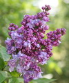 یاس خوشه ای